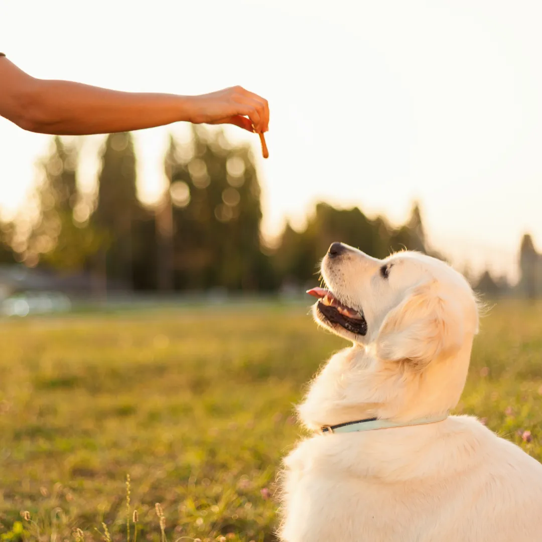 training dog in garden and getting treats